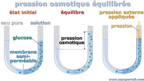 Cuoiati – Osmotique.